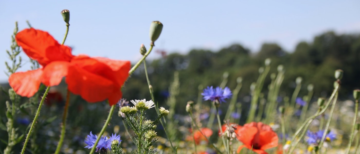 Foto: Mohn und wilde Sommerblumen im Hunsrück
